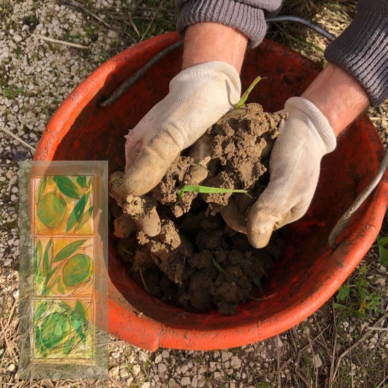 La concimazione dell'oliveto