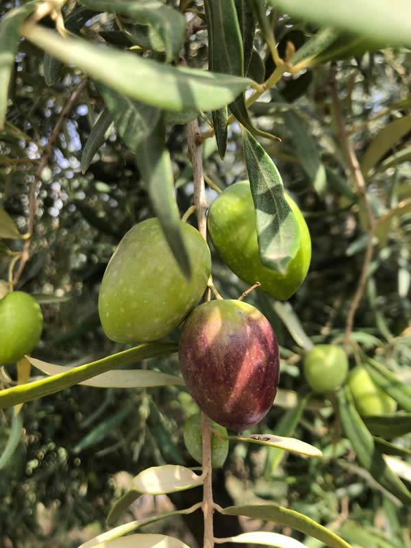 le nostre olive iniziano ad invaiare